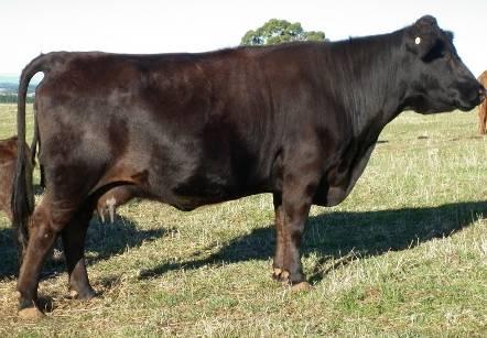 Dam of Heir Apparent who is the sire of many of our calves this year LOT 17 Rawlings Bohemian Rhapsody SIRE Rawlings Zenith PTIC TO Rawlings Heir Apparent due Sept on 2015