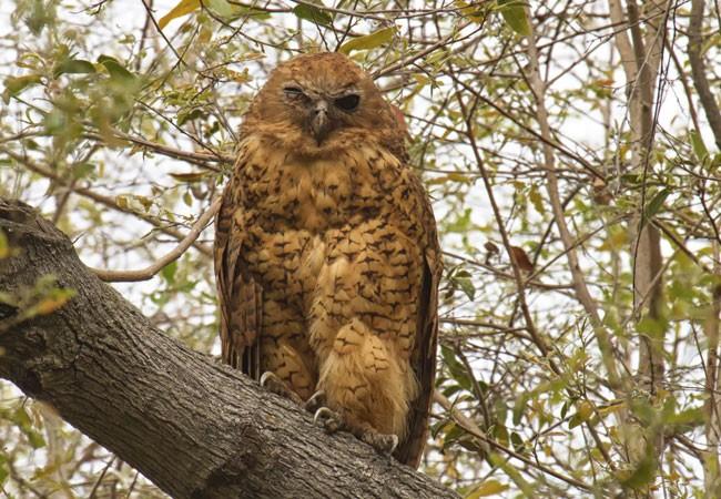 Pel s Fishing Owl, a very large, rufous coloured bird with boldly-barred under parts frequents this area. It is uncommon and secretive.