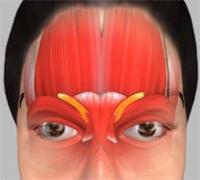 the forehead. (Refer fig.1 & a to d ) Muscles of Forehead (Fig.1) a.