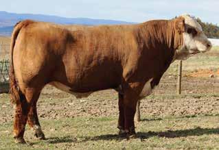 17 This Trust son is out of a female we purchased from Boyd s that has consistently weaned calves that are more than half her body weight.