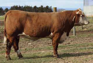 Add this to his impressive phenotype and we think you ll find a bull that will work in many different scenarios.