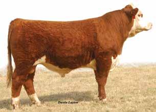 P606 is on both sides of his pedigree. He does have small scurs. Consigned by Crest Hill Farm, Thomas and Theresa Frazier 301-829-4132 32 COASTAL CATTLE BUXTON {DLF,HYF,IEF} P43556833 Calved: Feb.