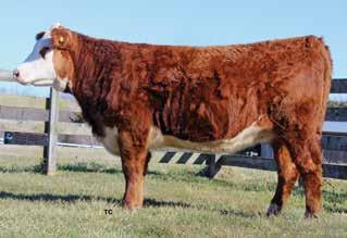 2, 2015, to the ABS calving ease bull MPH 10H Juice Box Z3. B37 was pregnancy checked on Feb. 1, 2016, to be safe in calf with possibly a bull calf. B37 performance record: Birth wt. 80 lb., adj.