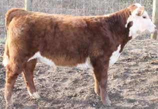 On the dam s side lines up to 3-time national champion Remitall Online 122L and national champion cow/calf pair Strawbry Wine 780.