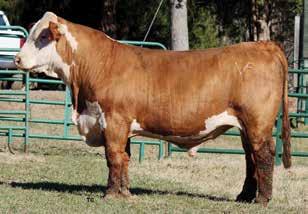 -1.1 5.0 76 120 26 64 124 1.49 1.48 0.039 1.22 0.27 Posh is a Knoll Crest Revolution X51 son. A growth bull that has EPDs for REA in the top 1%, IMF in the top 10% and CHB$ at 41.