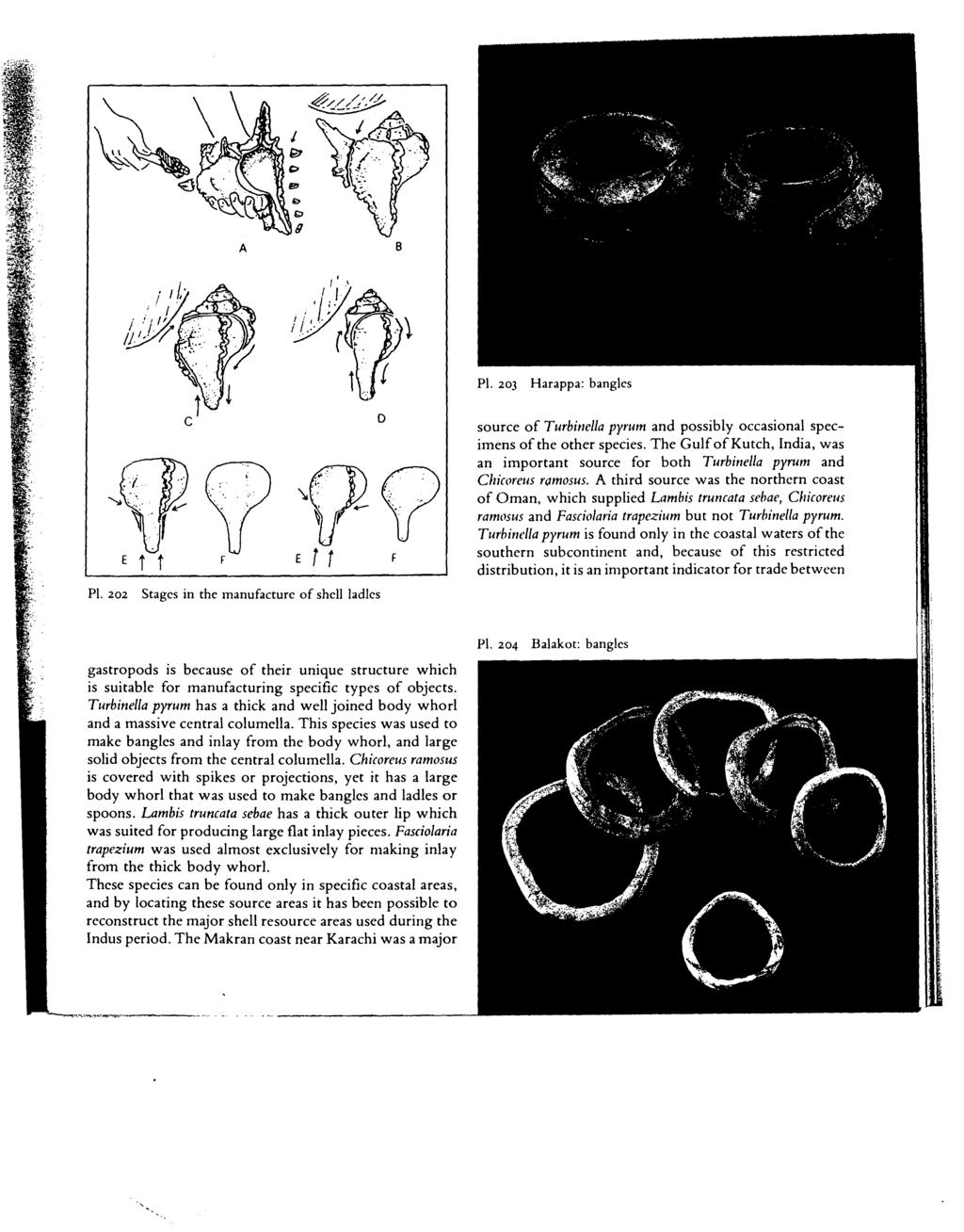 A B P. 203 Harappa: bangles P. 202 Stages in the manufacture of shell ladles o source of Turbinella pyrum and possibly occasional specimens of the other species.