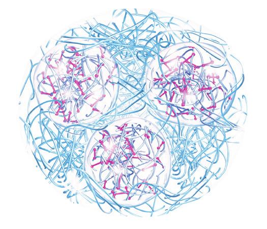 MULTI-STRUCTURED CONNECTIVE NETWORKS MACROMOLECULAR NETWORK A combination of both physical and chemical bonds leading to a strong cross-linked network.