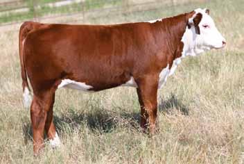 5 H TREVA 32 ET 43389407 Calved: March, 20 Tattoo: BE 32 Horned C -S PURE GOLD 980 {SOD}{CHB}{DLF,HYF,IEF} C GOLD RUSH 1ET H PAYBACK 807 ET {CHB}{DLF,HYF,IEF} C MS DOM 932 1ET 42882839 /S LADY