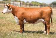 05 Really long and extended Feminine fronted Lots of style and level designed Dam will soon be well known Owned with Jerry Pechacek 9 H MARA 3439 ET Lot 9 H Mara 3439 ET 43384264 Calved: March, 20