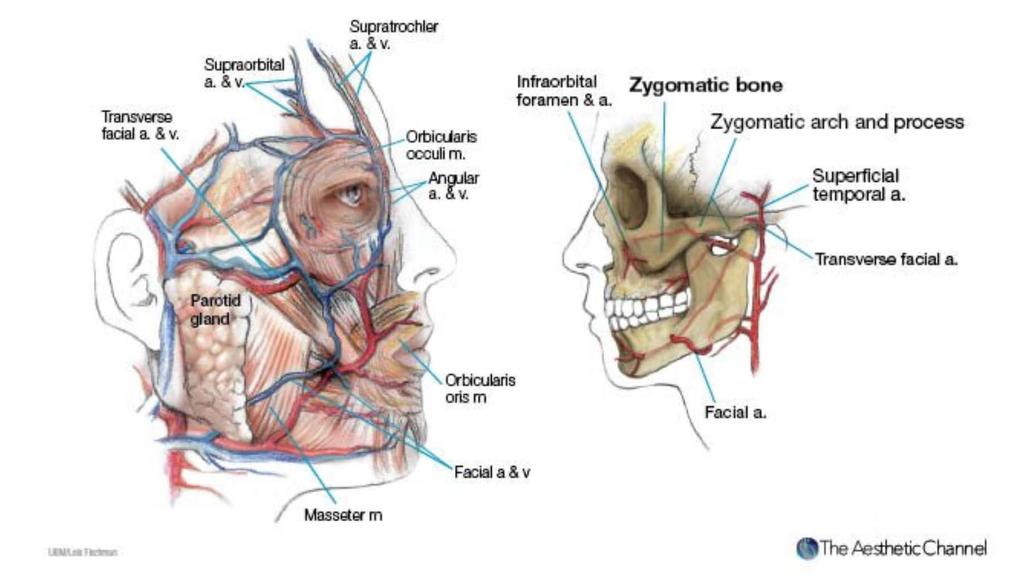 Detailed Knowledge of Facial Anatomy is Important Hilton L. Facial Anatomy At A Glance.