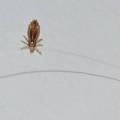 What are head lice and some facts? HEAD LICE (Pediculus Humanus Capitis) Head lice are annoying parasitic insects that live in the hair and on the scalp of humans.