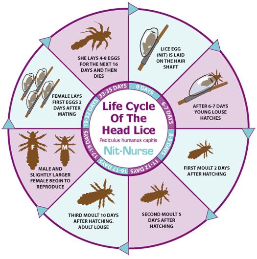 How head lice infestation is diagnosed? Head lice infestation is diagnosed by looking closely through the hair and scalp for nits, nymphs or adult lice.