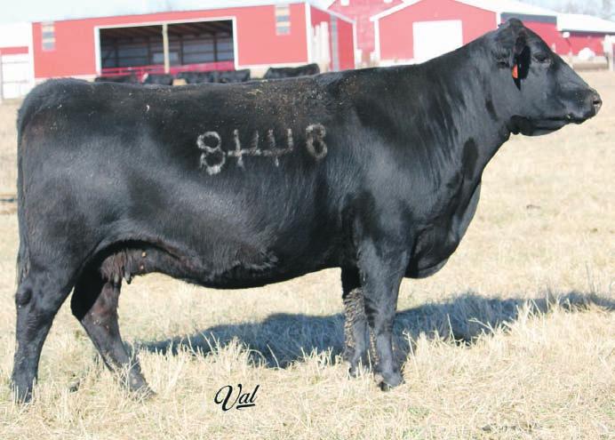 Chestnut 230 220 CN Fortune Dateline 70 CN Beauty Herself 443 CW 641 Gunsmoke 320 Chestnut Beauty Herself 2272 CN Barbara Beauty 74 The Herself cow family has been one of the top cow families.