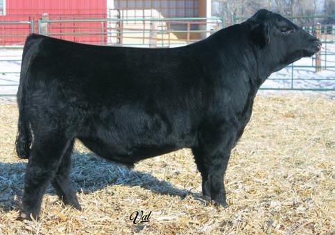 Ruby Burgess 267 SJB A super cow out of the great Ruby cow family. Sure to be a cow to keep every heifer out of. A.I.