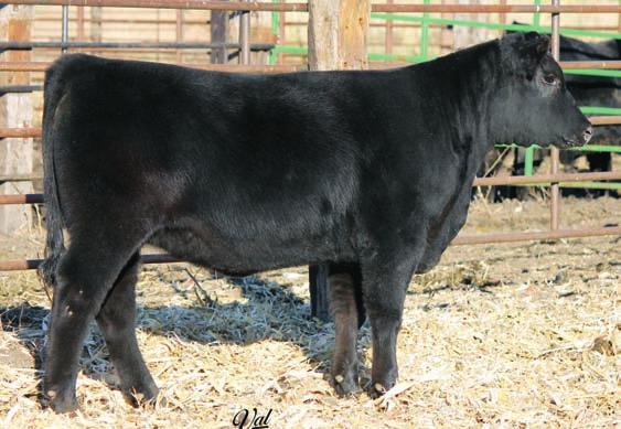 Danny 387 K F Eisa 62 Chestnut Winnie 171 Plainview Sun Dance G39 C N Winnie 858 CN Winnie 46 Here is a sweet fronted, belly dragging heifer with lots of power. She is out of the famous Winnie family.