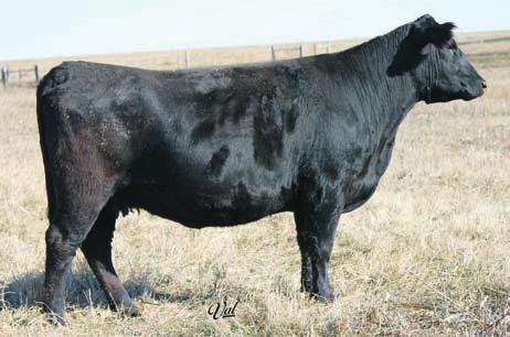2009 Model Females 19 REG#17142544 BD: 2-19-09 Tattoo: 9389 CN Susan 428 9389 +2.6 +39 +80 +16 +58.52 Another attractive cow bred to have an exciting calf.