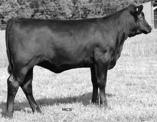 the Penelope Family Offering a truly unique pair of daughters of the $35,000- valued embryo donor of MCM and Top Line Farm of Illinois, SAF Penelope P020.