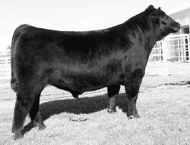 Whitestone-Krebs purchased a flush in the 2006 Genetic Opportunity Sale for $7,000 and later another flush privately.