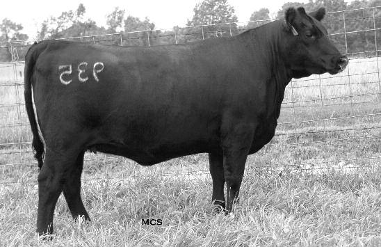 Bred Heifers Craft Burgess 7109-935 46 CALVED: 2/08/2009 COW: 16351908 TATTOO: 935 Connealy Whitman [CAC-AMF-NHF] #Bon View New Design 208 [CAC-AMF-NHF] Connealy All Around [CAC-AMF-NHF] Ella Tina of