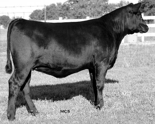Pairs and Bred Cows Craft Forever Lady 633-825 63 CALVED: 2/11/2008 COW: 16045482 TATTOO: 825 #Bon View New Design 208 [CAC-AMF-NHF] #B/R New Design 036 [AMF-NHF] Connealy Whitman [CAC-AMF-NHF] #Bon