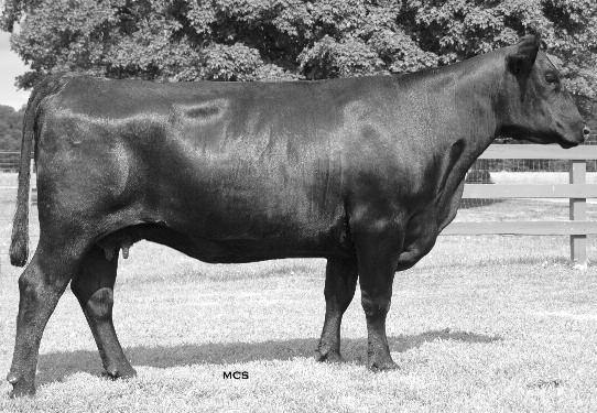 87 a Mignonne SS X122 CALVED: 2/07/2010 COW: 16666759 TATTOO: X122 Mytty In Focus [AMF-CAF-XF] #SAF Focus of ER [AMF-CAF-NHF] SS Insight T20 [AMF-CAF-NHF] Mytty Countess 906 #Ann SS R83 #GAR Retail