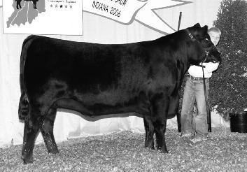 Genetic Opportunity Sale The source of cutting-edge genetics and show ring champions!