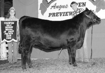 Craft Cheyenne 1397-581 Maternal sister sells as Lot 9 Reserve Champion Cow/Calf, 2009 Indiana Angus Open Preview Show.
