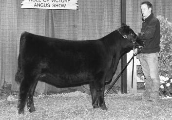 State Fair, Reserve Grand Champion Owned Cow/Calf Pair at the 2007 National Junior Angus Show and Grand Champion Pair and Supreme Champion at the