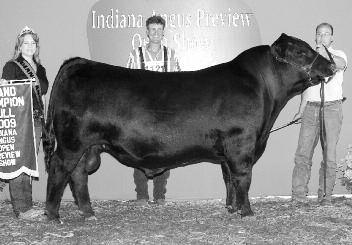 Preview Show; Junior Calf Champion, 2006 Dixie National; Grand Champion Angus Heifer, 2006 Kentucky Beef Expo.