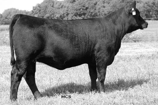 This tremendous show and donor prospect is a maternal sister to the Grubbs Angus herd sire Grubbs Option 64. Their dam has been among the most productive descendants of the foundation Countess, 535.