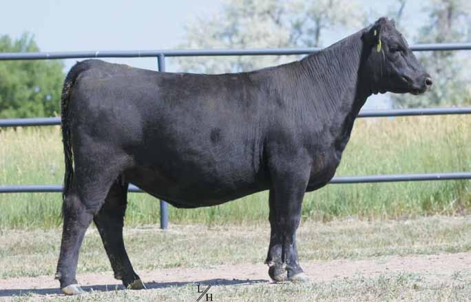 LOOKOUT RIDGE FARM Georgina Family CHAMPION HILL GEORGINA 8547 The two-time ROV Show Heifer of the Year and dam of Lots 1A through 1D.