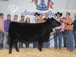 Grand Champion who sells as Lot 6.