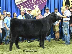 LOOKOUT RIDGE FARM Sandy Family SELDOM REST SANDY 5064 She sells as Lot 7. SILVEIRAS S SIS SANDY 2354 The 2013 Grand Champion Bred & Owned Female and dam of Lot 7.