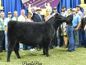 This female is also a full sister to the 2017 Western National Angus Futurity Grand Champion Gambles Hot Rod Silveiras Style 9303 Bred & Owned Female and also the 2017 Grand Champion Bred & Owned Cow