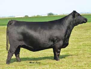 Dam is also a maternal sister to the 2015 National Junior Angus Show Grand Champion Female, PVF Missie 4149.