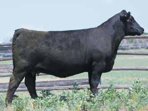LOOKOUT RIDGE FARM Blackbird Family PVF BLACKBIRD 3071 The 2014 Grand Champion Female of the NAILE, 2015 Grand Champion of the FWSS and maternal sister to the dam of Lot 14.
