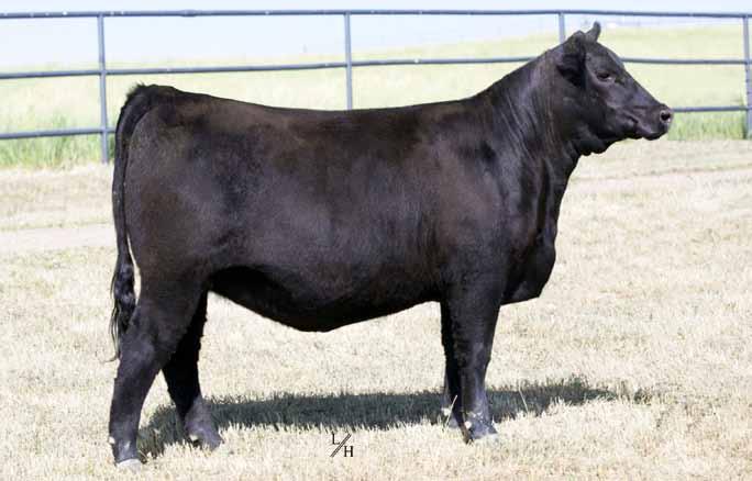 LOOKOUT RIDGE FARM Wendy Family CHERRY KNOLL WENDY 1761 She sells as Lot 17. HFG WENDY 729 Dam of Lot 17.