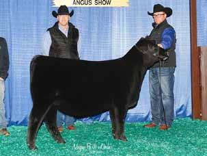 66 The 2017 Spring Heifer Calf Champion at the North American International Livestock Exposition and 2018 Class Winner at the Atlantic National for Austin Nowatzke.