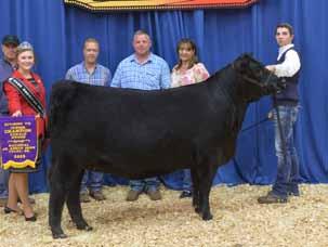 Western National Angus Futurity Early Junior Champion Female, SR CKF Wendy 4006, who was also Junior Champion Female of Division VII at the 2015 National Jr Angus Show and