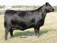 SAV Emblynette April 1509 This direct daughter of the record selling SAV Harvestor 0338 stems back to SAV Blackcap May 0283, the $16,500 lead off Lot 1 female of the 2014 Boyd Sale, and back to the