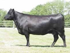 81 A direct daughter of the ROV Show Bull of the Year, EXAR Blue Chip 1877B, who stems back to the $40,000 valued WCC Primrose S174 and the $160,000 valued WCC Primrose J237, maternal sister to N Bar