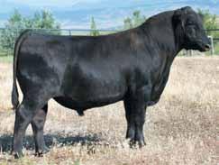 1 42 78 23 0.46 0.4 37.18 85.21 She had an individual birth ratio of 90 and stems from a dam that records BR 1@90. Bred to calve March 15, 2019 to SCC TRADITION OF 24. Examined Safe.