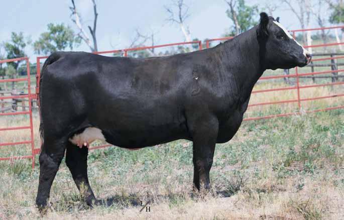 5004D ET This featured purebred female is a flushmate of one of the winningest females in 2017 DOB: 3/17/2016 ASA: 3173342 Tattoo: 5004D exhibited by the Nikkel family of Kansas who was the Res.