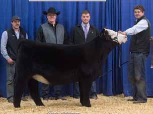 LLSF PAYS TO BELIEVE ZU194 GWS EBONYS TRADEMARK 6N Sells with a bull calf at side (Lot 70A) born March 1, 2018 by PVF Insight 0129.