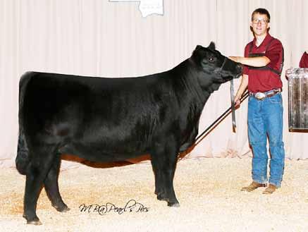 She is a deep, soggy, solid black female that reads with tremendous breeding potential. Sells with a heifer calf at side (Lot 73A) born January 2, 2018 by HPF QUANTUM LEAP Z952. Tattoo: F858. Reg. No.