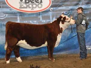 LOOKOUT RIDGE FARM Hereford Genetics HEREFORD C 1311 5280 LADY 6084 She sells as Lot 90.