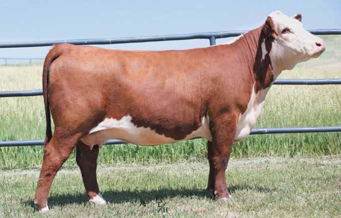 Western Nugget National Hereford Show Grand Champion Female and Class Winner 1311 5280 LADY 6084 ET at the 2017 Hereford Junior National.