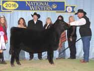 Champion NJAS who sells as Lot 32. 2 SSF Lady 7207 2018 Res.