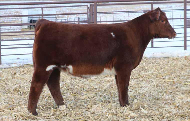 LOOKOUT RIDGE FARM Shorthorn Genetics SULL ROSE MARY 5788 - She Sells as Lot 112 (Pictured as heifer calf) 112 SULL SHORTHORN SHORTHORN 112 ROSE MARY 5788 ET A SMITH ROSE MARY 7102 DOB: 10/8/2015