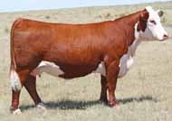 CONVENTIONAL WITH THE EXCEPTION OF LOTS 132, 132A AND 132B WHICH ARE SEXED HEIFER SEMEN Simmental PCC New Mexico Lady 6002 2017 Show Heifer Year and Dam Lots 95&95A.